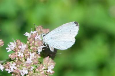 <i>Celastrina argiolus</i>