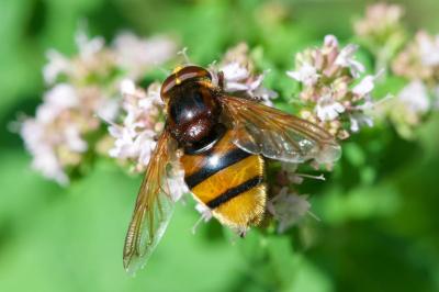 <i>Volucella zonaria</i>
