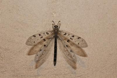 <i>Euroleon nostras</i>