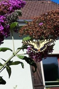 <i>Papilio machaon</i>