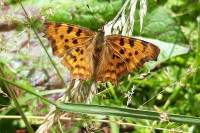 <i>Polygonia c-album</i>