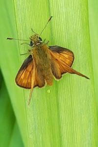 <i>Ochlodes sylvanus</i>