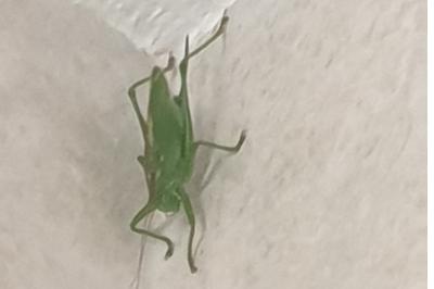 <i>Tettigonia cantans</i>