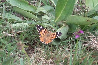 <i>Vanessa cardui</i>