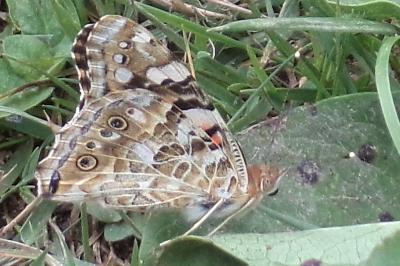 <i>Vanessa cardui</i>