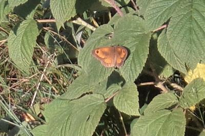 <i>Pyronia tithonus</i>