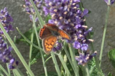 <i>Lycaena phlaeas</i>
