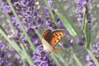 <i>Lycaena phlaeas</i>