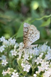 <i>Chiasmia clathrata</i>