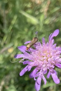 <i>Nemophora metallica</i>