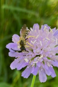 <i>Halictus scabiosae</i>