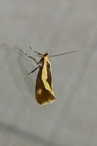 <i>Harpella forficella</i>