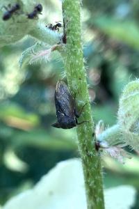 <i>Centrotus cornutus</i>