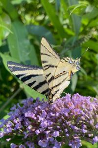 <i>Iphiclides podalirius</i>
