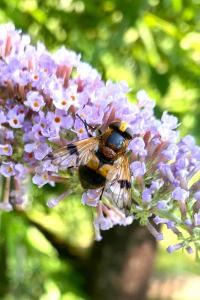 <i>Volucella inflata</i>