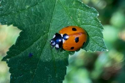 <i>Coccinella septempunctata</i>