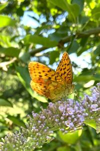 <i>Brenthis daphne</i>