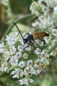 <i>Stictoleptura fulva</i>