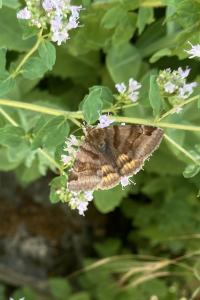 <i>Euclidia glyphica</i>