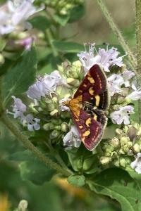 <i>Pyrausta purpuralis</i>