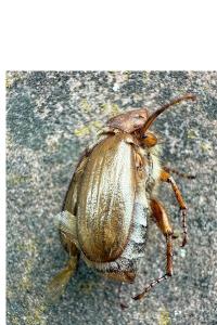 <i>Amphimallon solstitiale</i>