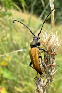 <i>Stictoleptura rubra</i>