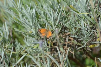 <i>Pyronia tithonus</i>