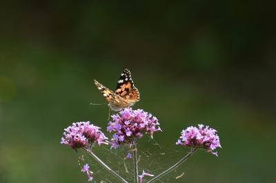 <i>Vanessa cardui</i>