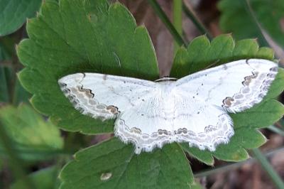 <i>Scopula ornata</i>