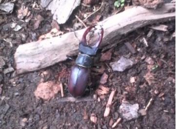 <i>Lucanus cervus</i>