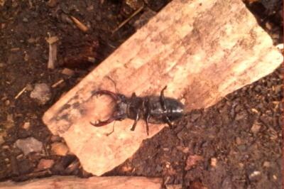 <i>Lucanus cervus</i>