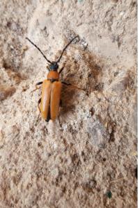 <i>Stictoleptura rubra</i>