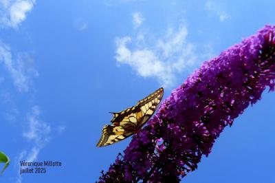 <i>Papilio machaon</i>