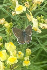 <i>Lysandra bellargus</i>