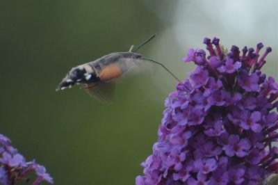 <i>Macroglossum stellatarum</i>