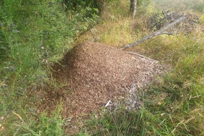 <i>Formica rufa sensu lato</i>