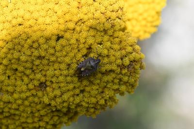 <i>Dolycoris baccarum</i>
