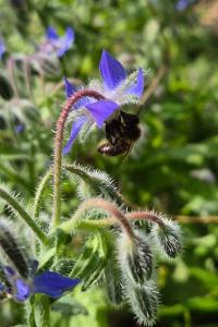 <i>Apis mellifera</i>