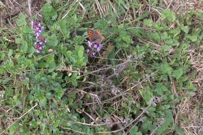 <i>Lycaena phlaeas</i>