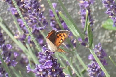<i>Lycaena phlaeas</i>