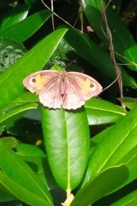 <i>Maniola jurtina</i>