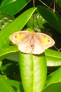 <i>Maniola jurtina</i>