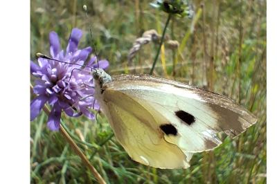 <i>Pieris brassicae</i>