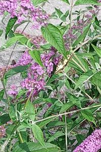 <i>Papilio machaon</i>
