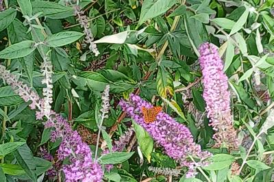 <i>Argynnis paphia</i>