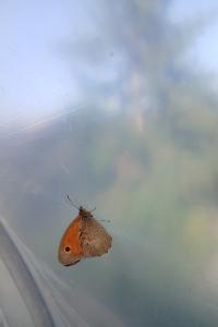 <i>Maniola jurtina</i>