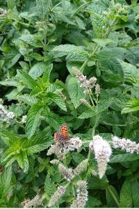 <i>Lycaena phlaeas</i>