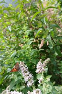 <i>Lycaena phlaeas</i>