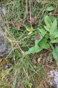 <i>Aphantopus hyperantus</i>