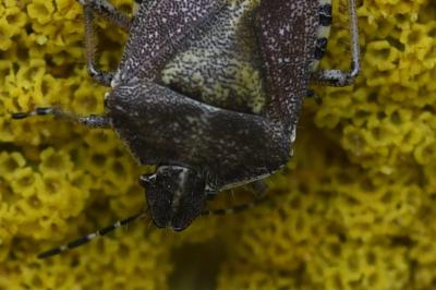 <i>Dolycoris baccarum</i>